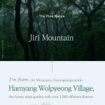 I'm from Honey Serum