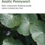 Round Lab Mugwort Toner